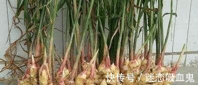 盆里种“生姜”，比君子兰好看，2个月“摘1次”，能吃6个月！