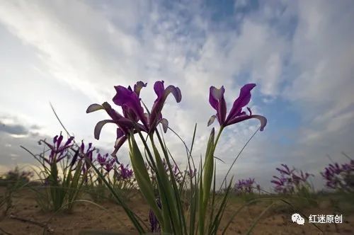  卫东|《马兰花盛开在我心间》《百花争艳》组歌之99首 作词：申卫东