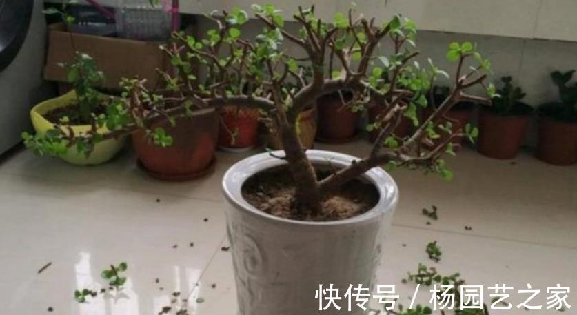 多肉|金枝玉叶长得不漂亮？做好这3点，轻松整容成靓盆景