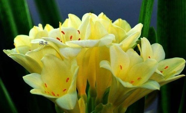 夏天如何正确的养护君子兰,很多人都搞错了,结果没有养好