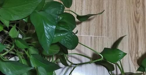  养绿萝|卧室里可以放绿萝吗，养绿萝需要注意什么？