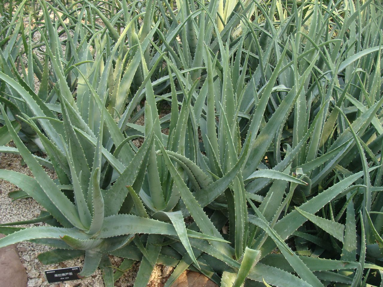 这“4种”植物,能吸甲醛还能减少病菌,家里养一盆,身体更健康