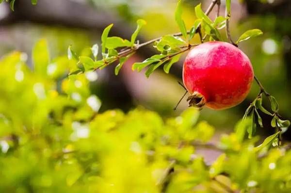 中秋|丹若与中秋