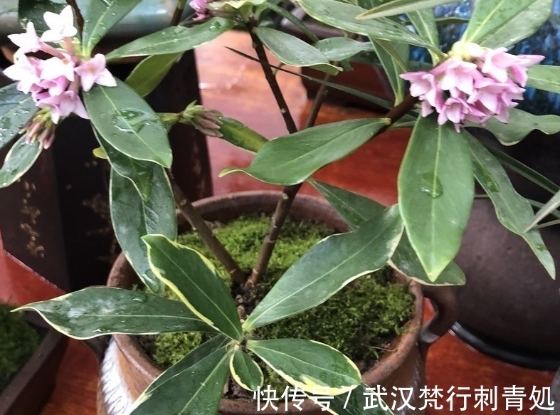 土壤|春节养花赏花想讨个吉祥,不如就栽金边瑞香,花香浓郁又漂亮