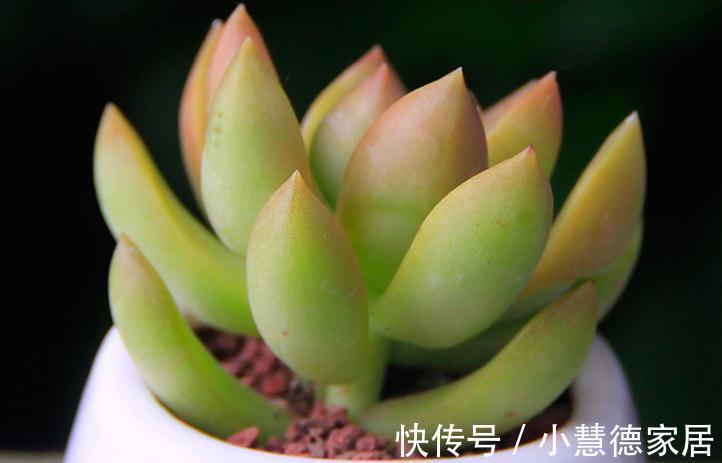 管它多肉普货还是贵货，能养出高颜值就是好货