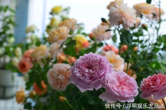 花友|淘米水啤酒水,真不如这种水,养花一绝,浇一盆旺一盆