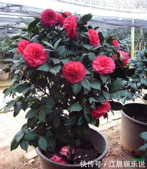 阳台|这几种花最适合现在扦插，一年最佳时机，几步就得到一阳台花海！