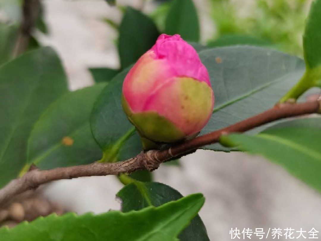 修剪|8月后，6种花别修剪，小心以后不开花