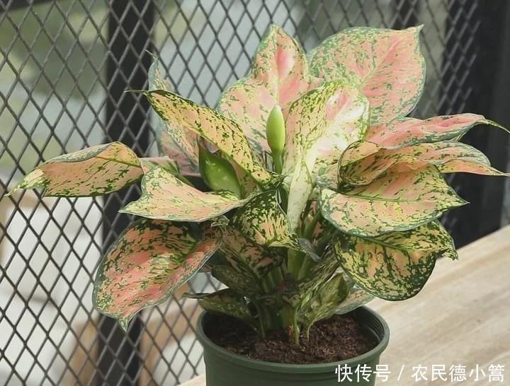 好看又漂亮还能净化空气的几种盆栽