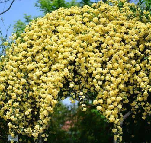 院子再小也要养棵它,开花美艳大方,香气浓郁清新,邻居看了羡慕