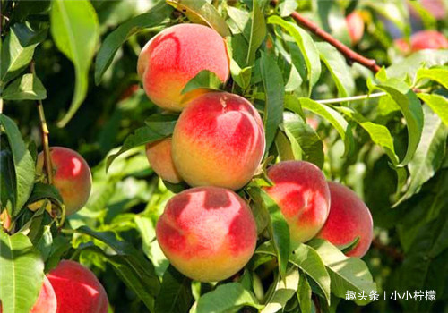 荠菜|羡慕别人不生病,4种食物要多吃,补充营养,增强体质