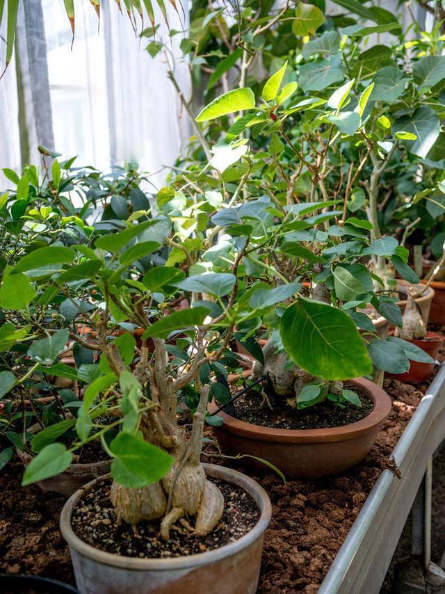 路边见到“2种树”，随手摘个小枝条，插土就活，呼呼发根系