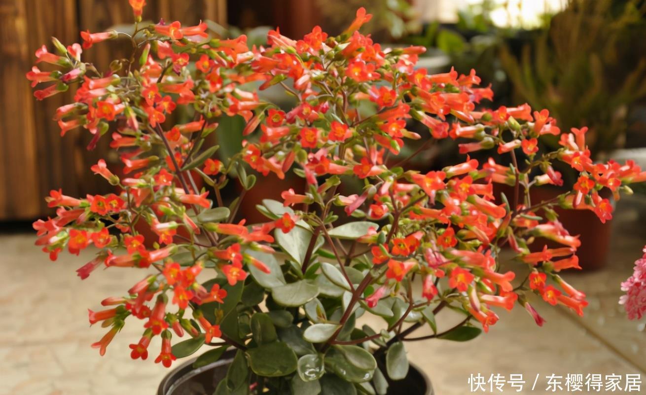 阳台养花，到了春天选什么盆栽好？牡丹、金银花、长寿花