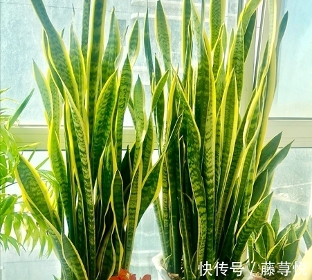 侧芽|冬天虎皮兰,正在“虚弱期”,注意3个要点,小芽一个接一个