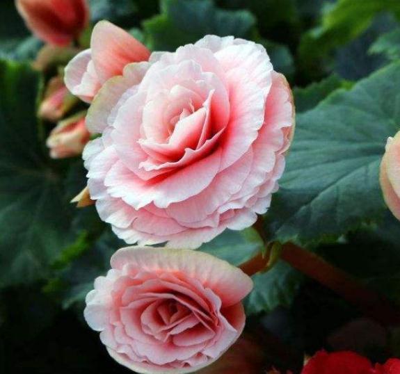 四季海棠不开花就是欠“收拾”,花苞蹿枝200个,花开年年红