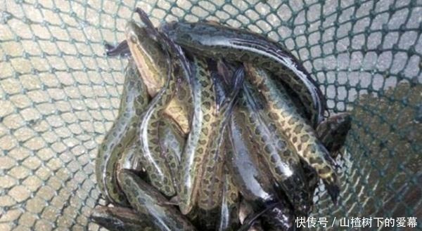 都说亚洲鲤鱼的入侵让美国很头疼,但它的入侵才是让美国人最心塞