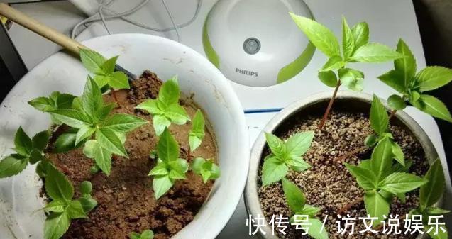 盆栽|养花时，盆里挖个洞，埋上3粒“它”,什么肥都好使
