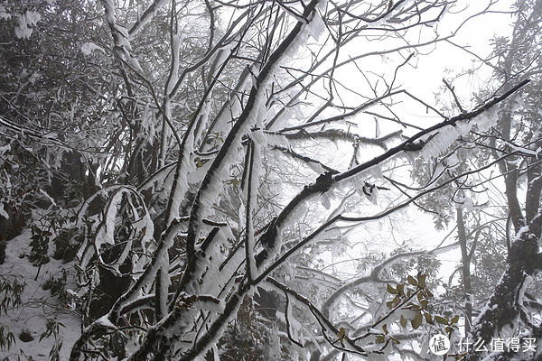 金佛山|夏日忆雪---重庆南川金佛山赏雪记