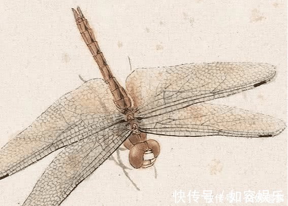 国画&冷军用4000万像素蜻蜓,比拼齐白石的蜻蜓,却输了细节