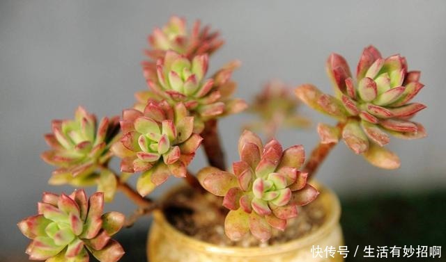 多肉植物不爆小头,用这个方法,比砍头更简单!