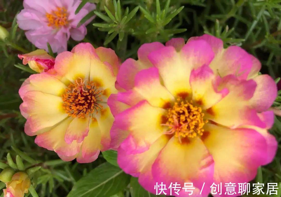 凤仙花|10种花开完不要剪,等20天之后,1盆变多盆