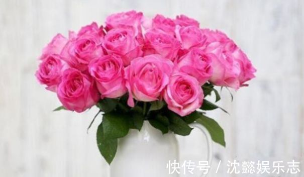 四季兰|“玫瑰精品”糖果雪山，如甜蜜糖果，绚丽唯美，堪称养花必备