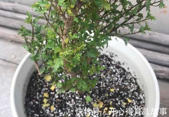 10种花,一降温就黄叶,赶紧换个地方养