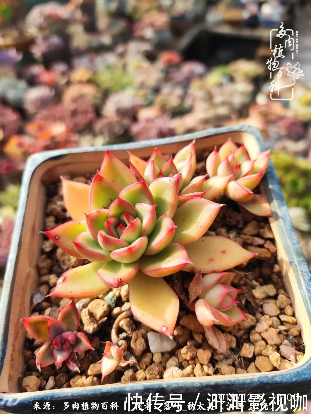 长势|为提升免疫力而养多肉植物，养肉后，体弱的我身体越来越好！