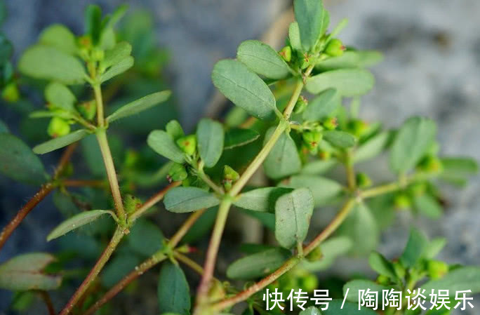 红丝草|农村常见的一种野草,它被称“血见愁”,少人知是稀罕好药材