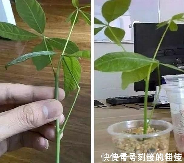 养活|这5棵“树”太贵了,偷偷摘一截枝条就养活了,不用花钱买啦!
