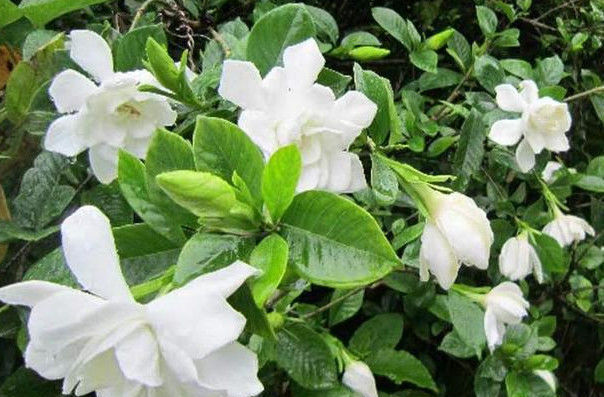 蚯蚓|养栀子花、茉莉花,学会关键“1招”,不黄叶、掉蕾,花开满枝