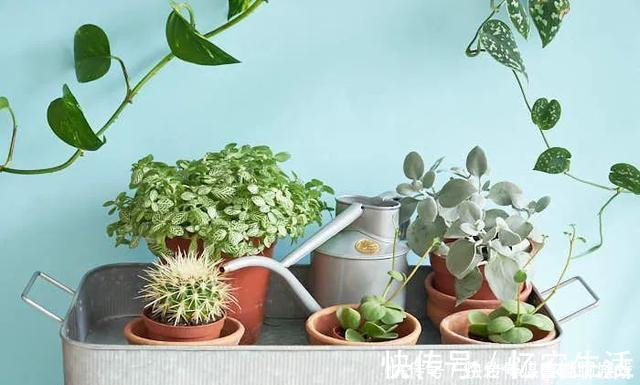 凉开水|用自来水、雨水、桶装水和凉开水养花的差别，哪种水养花最好呢