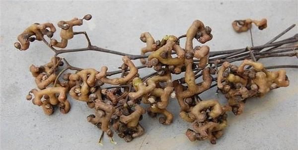 小时候吃过的农村野果,你还记得几个看这里童年的味道我知道