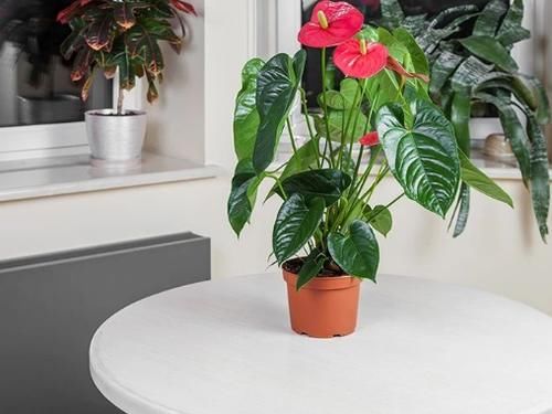 到了2月,该不该将植物盆栽挪出去,如何才能避免错过花期?