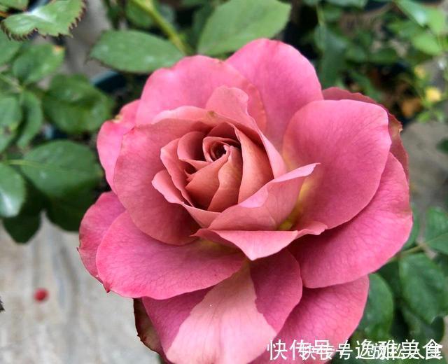 盘点10种古典美复古色系月季，你必须拥有其中一种！