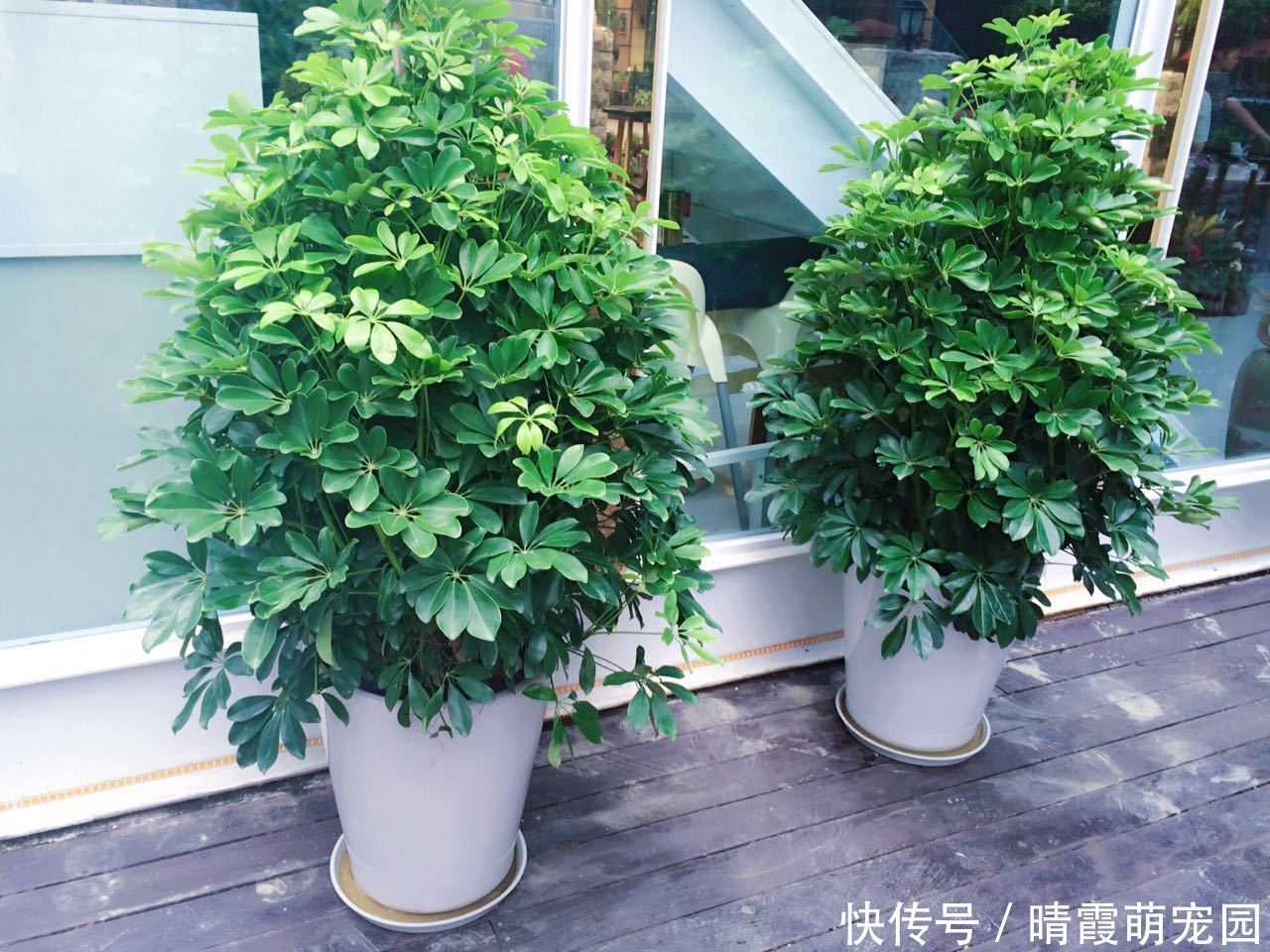 龙骨|5种“丑花”,寓意却大,富贵又威武,再丑也要养一盆