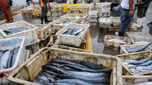 这4种海鱼就很适合大家,吃比猪肉营养,价格也便宜,别错过