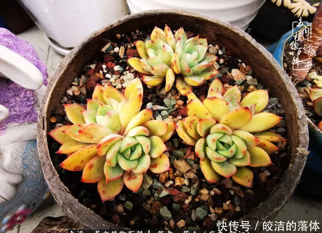 广东的冬天是多肉的春天,时间是最好的魔法师!