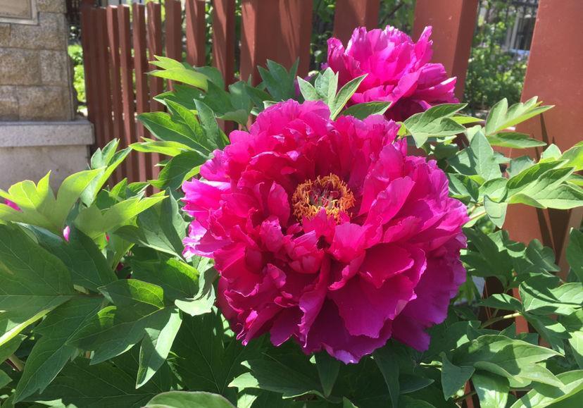 养花记住打开“小机关”,花朵嘭嘭开,爆成花团子