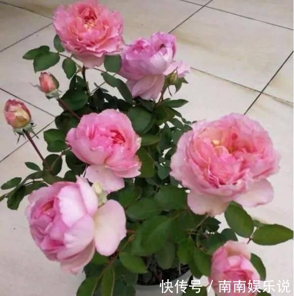 此花，比玫瑰漂亮，比桂花还香，一年能开200天，比兰花强多了