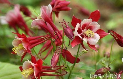 花海|4款花仙气十足,花量超多,容易开成花海,四季开花不停