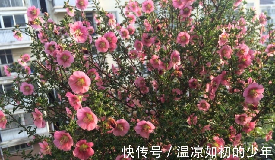 直射光|这花是名副其实的“开花机器”，秋冬盆栽，落实好4点花开不歇