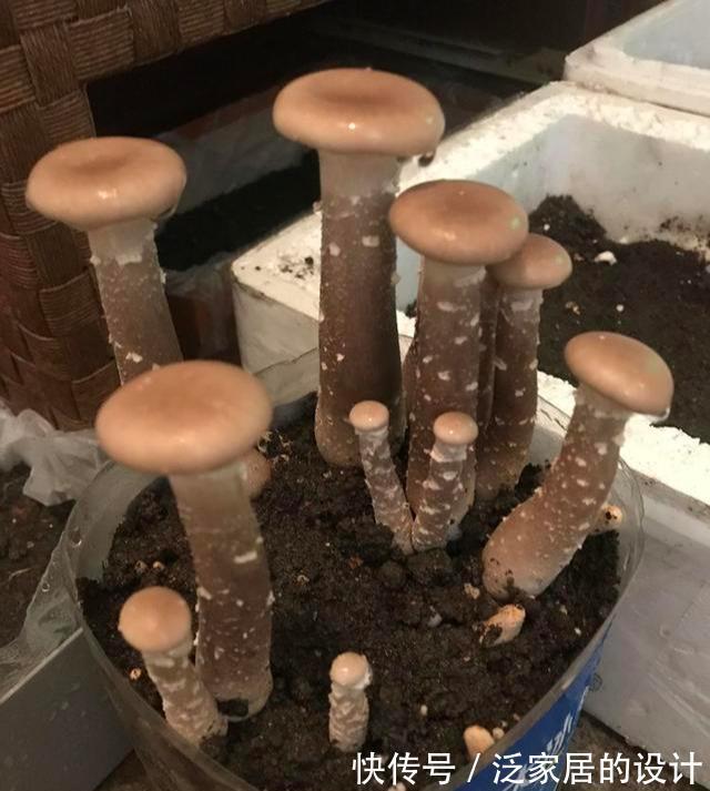 蘑菇|掌握住种植方法,居家盆栽蘑菇,好吃又好玩,观赏也不错