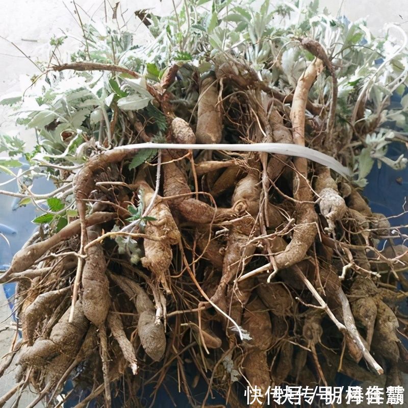 藏在地下的“鸡腿”,是农村孩子们的美味,如今价值升高数量变少