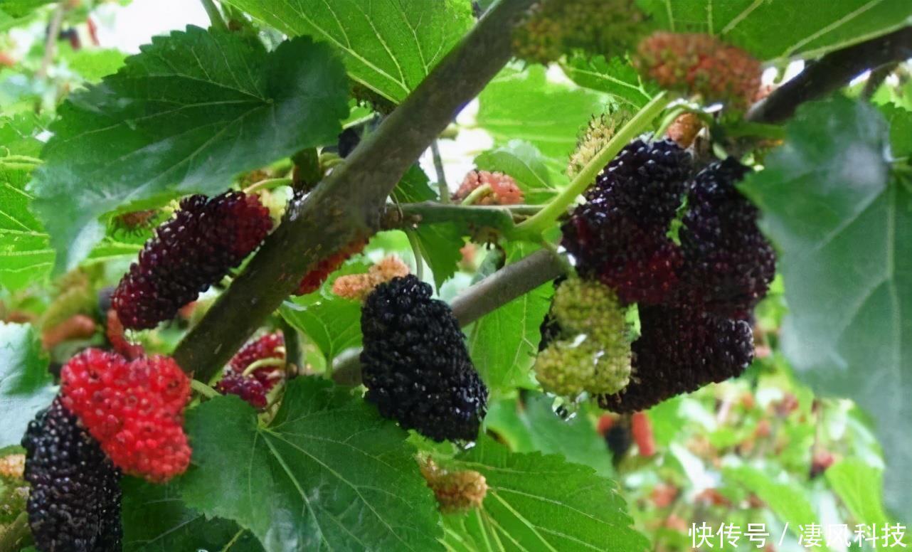 女性不想满脸皱纹，可以吃3种食物，减少皱纹，身体棒棒哒！