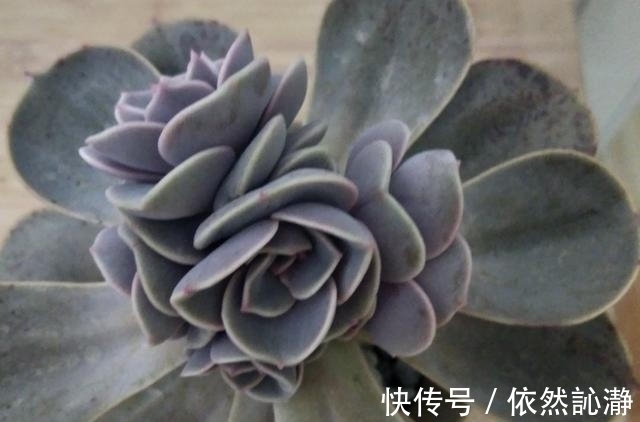 阳台党打心底里喜欢的多肉很少,紫珍珠算一个,群生老桩最漂亮