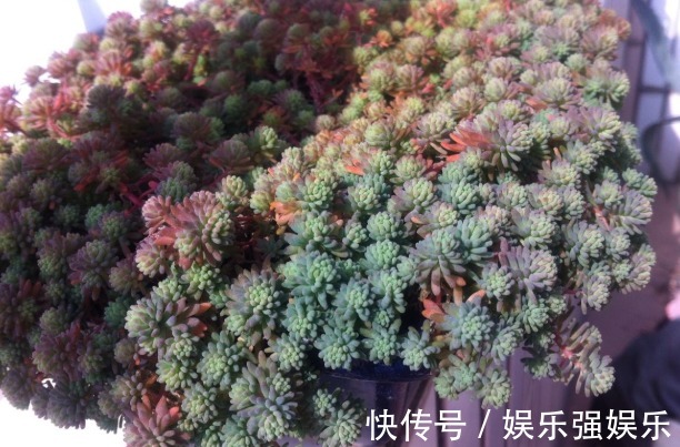 土壤|最好养的“7种多肉”,是多肉爱好者的可不要错过,回家养起来吧