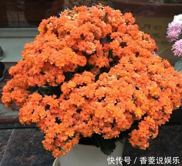 长寿|长寿花不长还黄叶用3法急救,轻松解决,爆成大花球