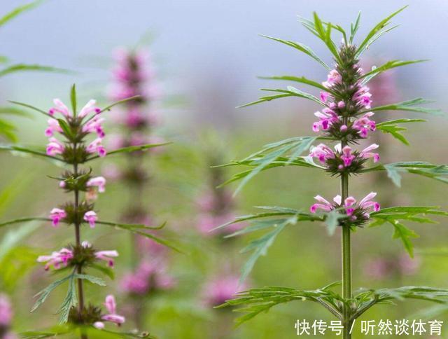 常见的活血化瘀中药有很多,这5种活血祛瘀药,堪称活血“圣药”