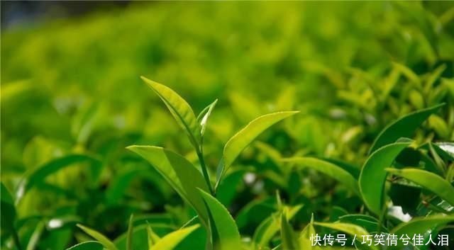 茶叶|中国作为茶叶发源地,为何每年还要花费2亿多,从印度进口茶叶?